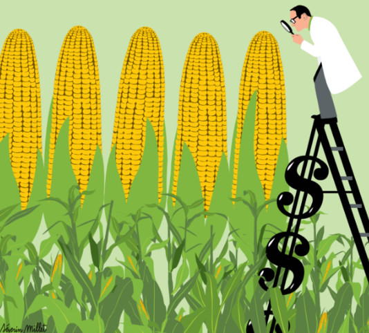 La recherche sur les OGM est minée par les conflits d’intérêts