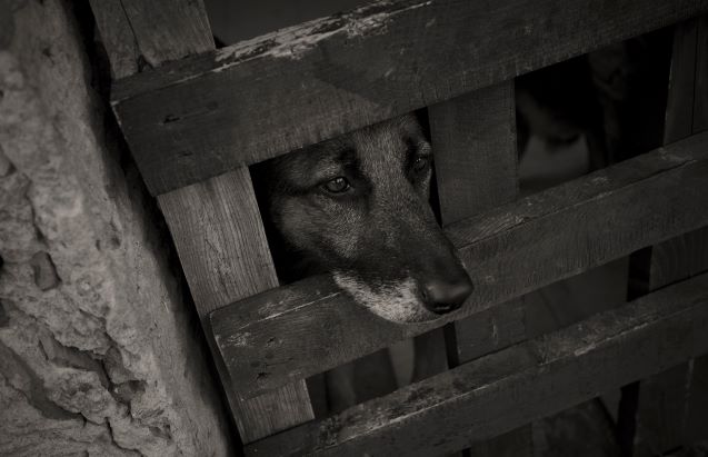 Comment signaler une maltraitance animale et quelles sont les sanctions ?