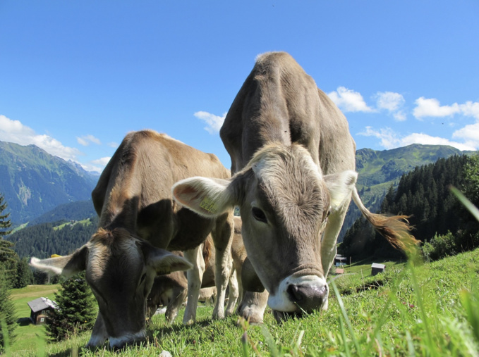 Des bovins retirés à un éleveur corrézien pour maltraitance animale