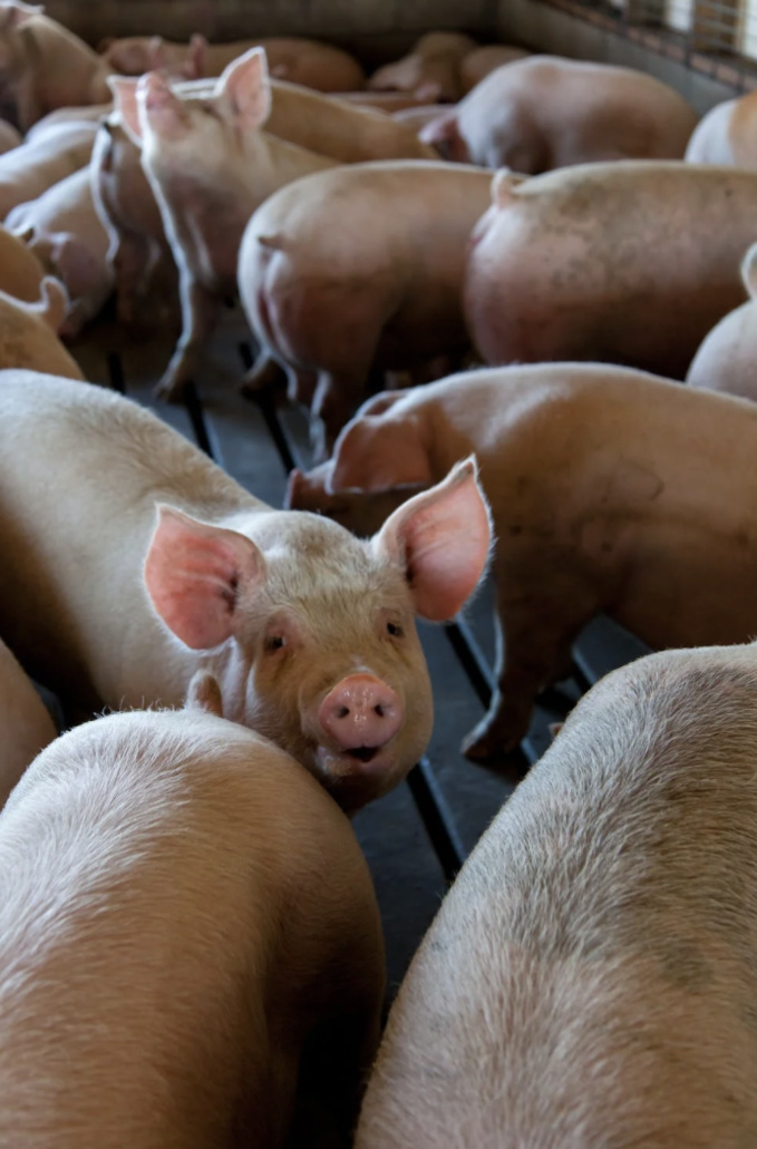 Marne : Un élevage de cochons intensif épinglé par L214 pour des claquages de porcelets à mort