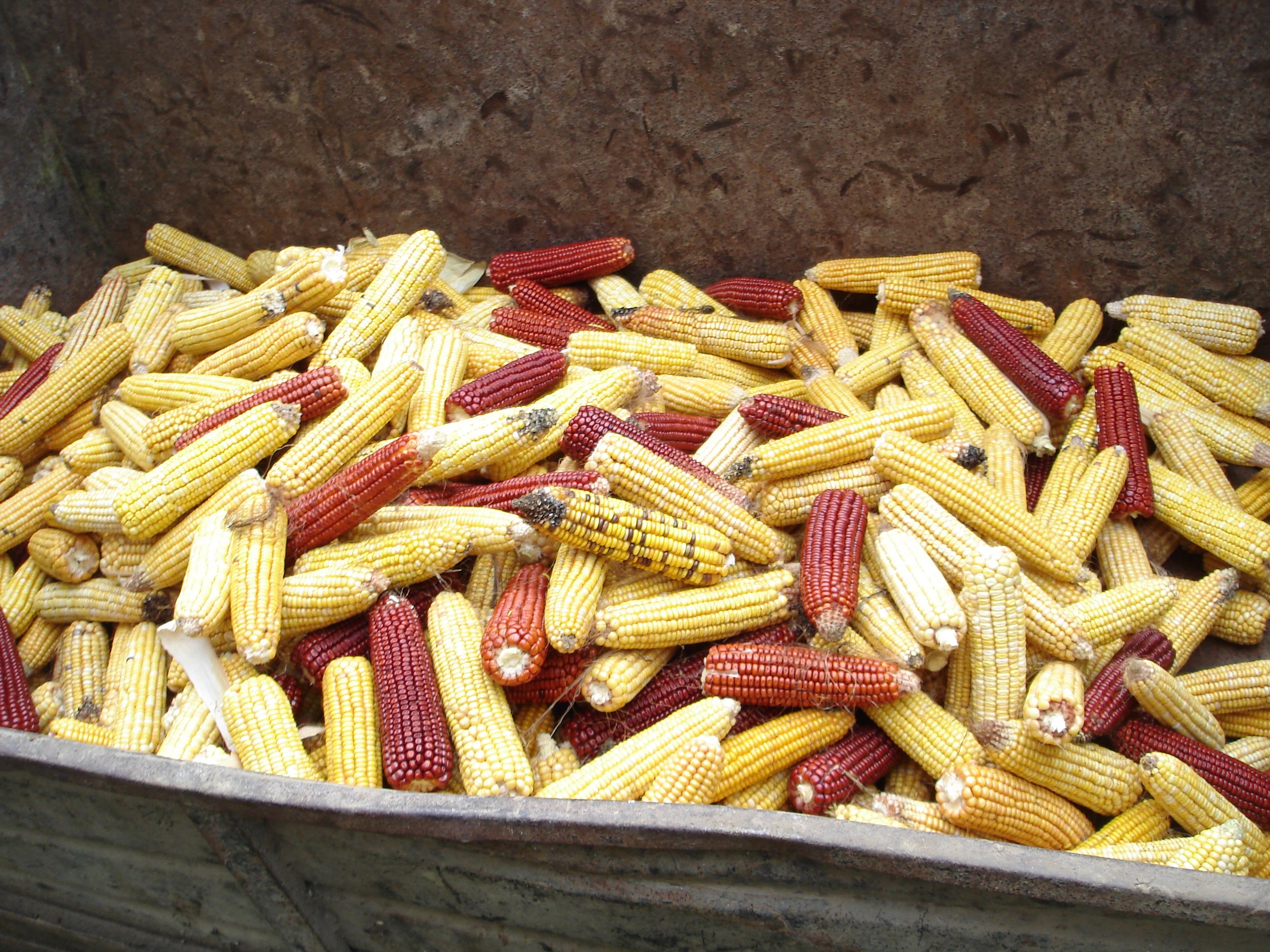 Pour se libérer des semenciers, des agriculteurs redécouvrent le maïs population