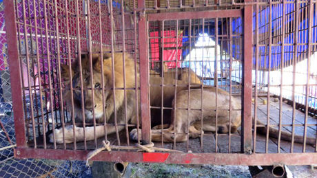 Lettre ouverte contre les conditions de détention des animaux dans les cirques