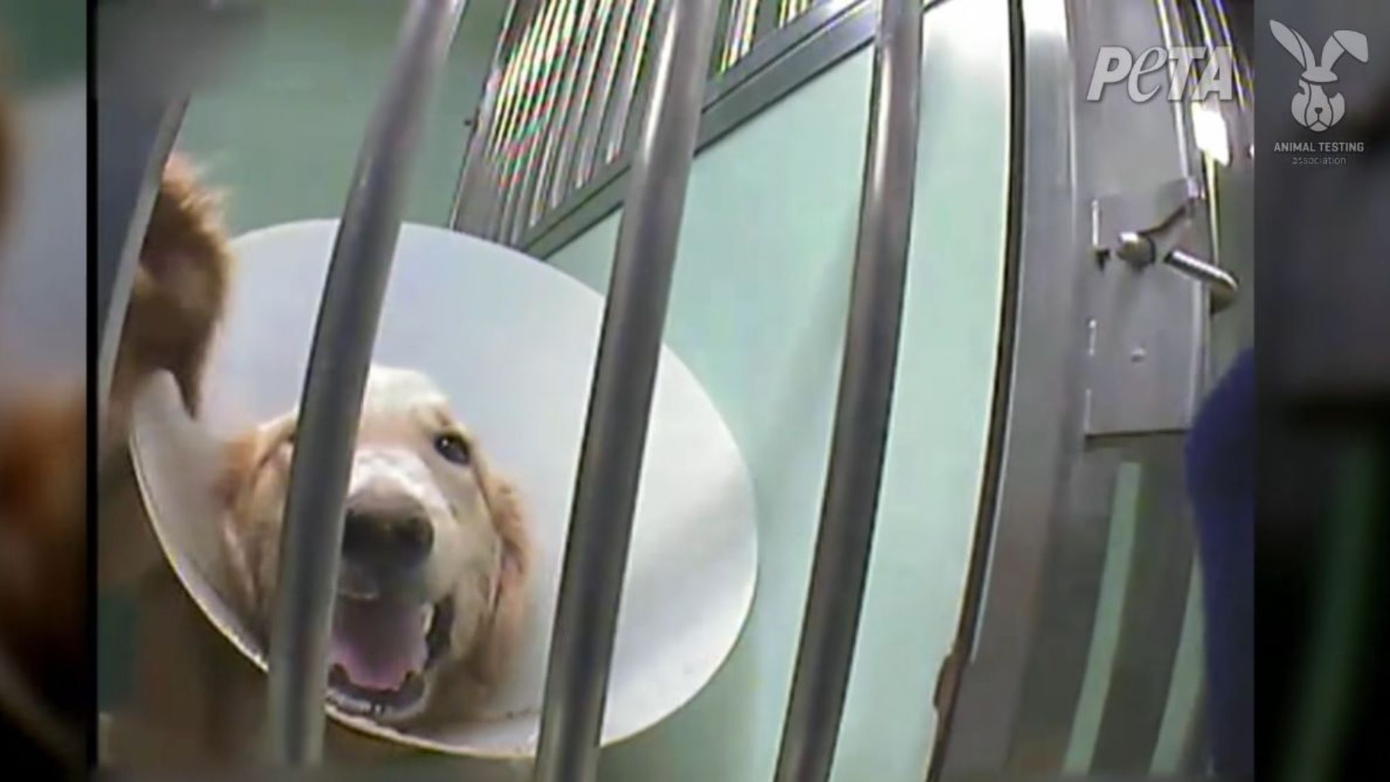 PETA interpelle le Téléthon sur le financement de tests sur les animaux