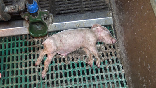 Une vidéo de L214 dénonce un scandale sanitaire dans un élevage breton de cochons