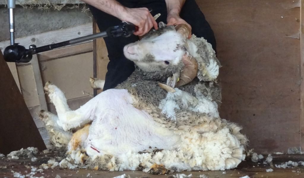 L'horreur de la tonte des moutons pour leur laine : une généralité ? (vidéo)