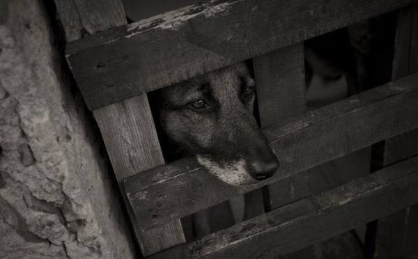 Comment signaler une maltraitance animale et quelles sont les sanctions ?