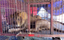 Lettre ouverte contre les conditions de détention des animaux dans les cirques