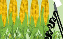 La recherche sur les OGM est minée par les conflits d’intérêts