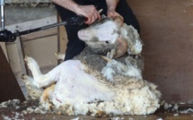 L'horreur de la tonte des moutons pour leur laine : une généralité ? (vidéo)