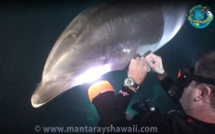 Un dauphin blessé vient demander de l'aide à des plongeurs