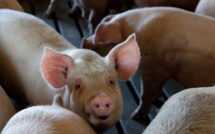 Marne : Un élevage de cochons intensif épinglé par L214 pour des claquages de porcelets à mort