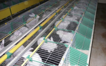 Noordpeene : un élevage intensif de lapins mis en cause pour maltraitance animale